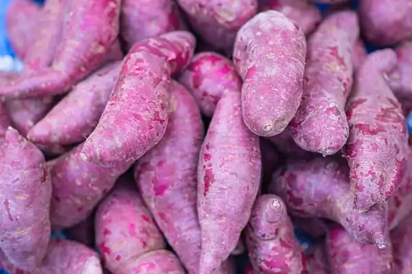 Is Purple Sweet Potato Extract Suitable for Daily Wellness Use?